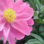 金海樂游軟件 王揚